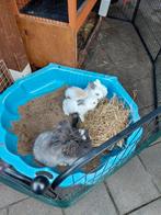 Engelse max full face angora konijntjes, Dieren en Toebehoren, Konijnen, Meerdere dieren