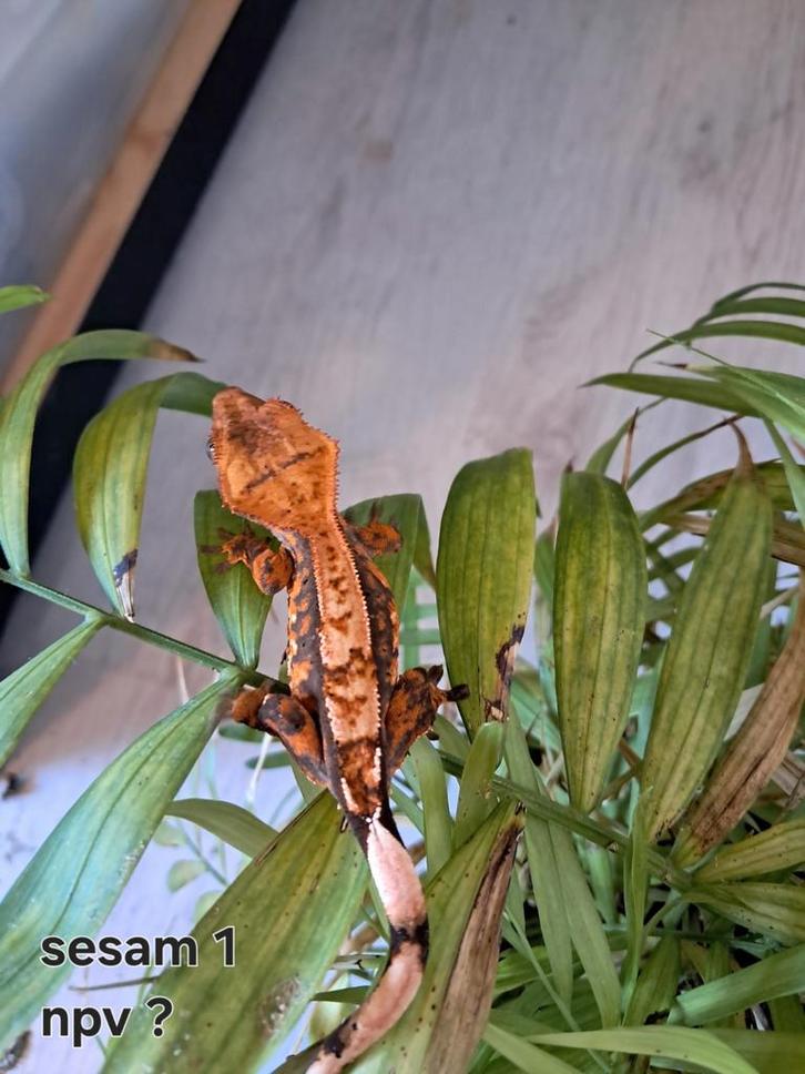 Wimpergekko (Correlophus ciliatus)