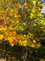 Liriodendron am. tulpenboom meerstam outlet, Overige soorten, Lente, 400 cm of meer, Ophalen