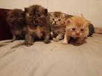 Britse korthaar kittens, Dieren en Toebehoren, Katten en Kittens | Raskatten | Korthaar, Meerdere dieren, Ontwormd, 0 tot 2 jaar