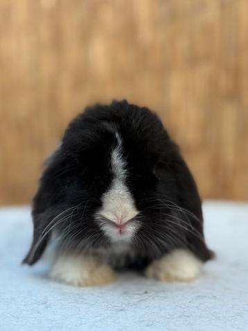 Kasjmier minilop rammetje ! 🐰🩵 beschikbaar voor biedingen