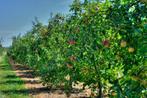 Fruitbomen, Ophalen, 100 tot 250 cm, Lente