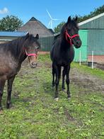 Appaloosa c pony merrie 7 jaar, zwarte d pony merrie 9 jaar, Dieren en Toebehoren, Pony's, Dressuurpony, Zadelmak, 7 tot 10 jaar