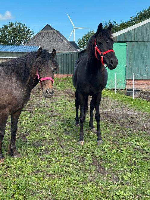 Snowflake C merrie 7j, Zwarte D merrie 9j, Dieren en Toebehoren, Pony's, Merrie, Zadelmak, D pony (1.37m tot 1.48m), Dressuurpony