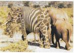 Girolibra Yvonne van Hoof Olifant zebrastrepen girafvlekken, Verzamelen, Ansichtkaarten | Dieren, Wild dier, Ongelopen, Ophalen of Verzenden