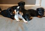 Te koop Mooie  jack russel pups black and tan, Jack Russell Terriër, 8 tot 15 weken, Meerdere, Meerdere dieren