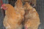 Buff Orpington hanen, Dieren en Toebehoren, Pluimvee, Mannelijk, Kip