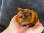 Cavia jong (beertje) 'Brownie', Dieren en Toebehoren, Cavia, Mannelijk, November, Tam