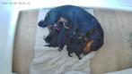 Te koop kortharige black and tan dwergteckelpups, Dieren en Toebehoren, Reu, CDV (hondenziekte), 8 tot 15 weken, Dwerg