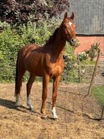 3 jarige ruin van Total diamond PS x United, Dieren en Toebehoren, Gechipt, Ruin, Dressuurpaard, 3 tot 6 jaar