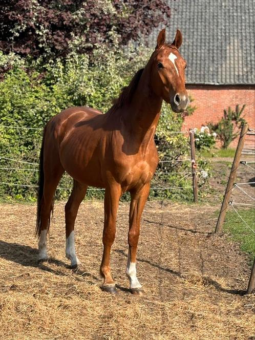 3 jarige ruin van Total diamond PS x United, Dieren en Toebehoren, Paarden, Ruin, Onbeleerd, 160 tot 165 cm, 3 tot 6 jaar, Dressuurpaard