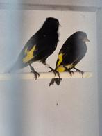 2koppels zwartesijs en losse man met dna, Meerdere dieren