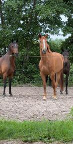 Stalhulp/verzorger gezocht, Dieren en Toebehoren, Paarden en Pony's | Overige Paardenspullen, Ophalen of Verzenden