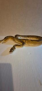 Ballpython's, Dieren en Toebehoren, Reptielen en Amfibieën, Slang, Tam, 0 tot 2 jaar