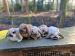Nederlandse dwerg hangoor konijntjes te koop, Dieren en Toebehoren, Konijnen, Meerdere dieren, Dwerg, Hangoor, 0 tot 2 jaar