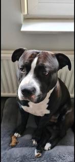 Amerikaanse stafford, Dieren en Toebehoren, Honden | Bulldogs, Pinschers en Molossers, Eén hond, 3 tot 5 jaar, Nederland, Particulier
