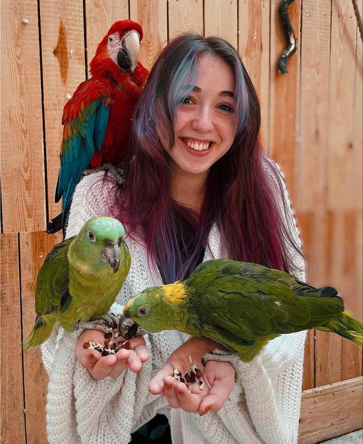 pratende & tamme geelnek amazone papegaaien, Dieren en Toebehoren, Vogels | Parkieten en Papegaaien, Papegaai, Meerdere dieren