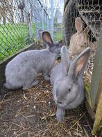 Mooie voedsters  vlaamse reuzen., Dieren en Toebehoren, Konijnen, Vrouwelijk, Groot