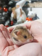 Syrische hamsters super lief en super tam., Dieren en Toebehoren, Hamster, Mannelijk, Tam, September