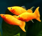 Gold Molly - Algen eter - Koidream Valburg, Dieren en Toebehoren, Vissen | Aquariumvissen, Vis, Zoetwatervis