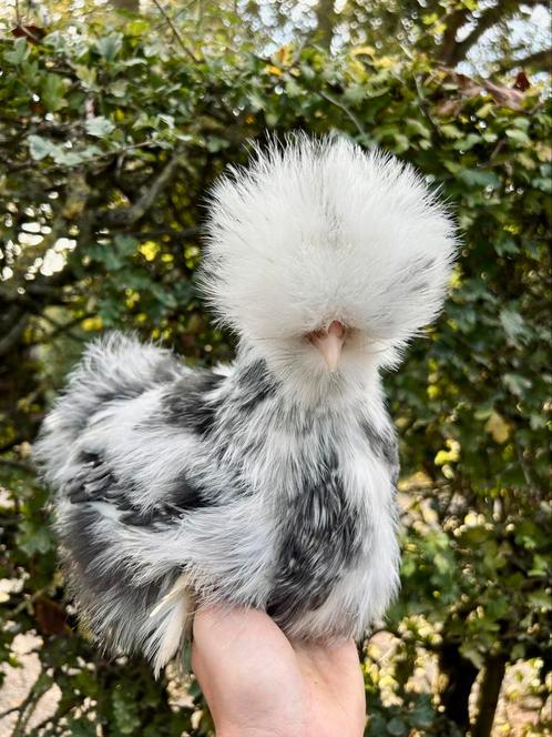 USA Zijdehoen hen kuikens, Dieren en Toebehoren, Pluimvee, Kip, Vrouwelijk