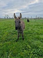 mini ezel hengstje, Dieren en Toebehoren, Overige Dieren, Juni, Mannelijk