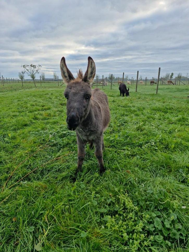 mini ezel hengstje, Dieren en Toebehoren, Overige Dieren, Mannelijk, Juni