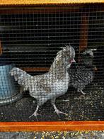 Mooie haan, Mannelijk, Kip