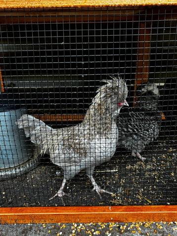 Mooie haan beschikbaar voor biedingen