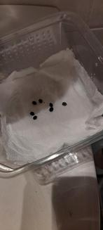 Sungaya Inexpecta Eitjes