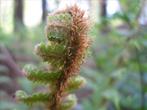 Goudschubvaren - Manvaren - Dryopteris affinis borreri, Tuin en Terras, Planten | Tuinplanten, Varens, Halfschaduw, Vaste plant