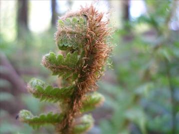 Goudschubvaren - Manvaren - Dryopteris affinis borreri