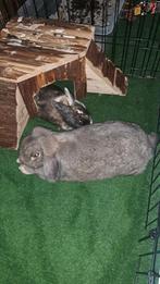 Konijnen 2 voedster, Dieren en Toebehoren, Konijnen, Vrouwelijk