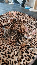 Bengaalse katten meet stamboom, Dieren en Toebehoren, Katten en Kittens | Raskatten | Korthaar