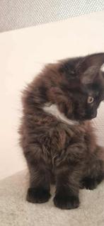 Halve maine coon, Dieren en Toebehoren, Katten en Kittens | Raskatten | Langhaar, Poes, 0 tot 2 jaar