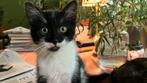 Vrolijke ondernemende zwart/ wit kittens te koop, Dieren en Toebehoren, Katten en Kittens | Overige Katten, Poes