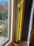 Euphorbia trigona groen, Ophalen, Cactus, Volle zon, Minder dan 100 cm