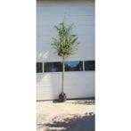 Crataegus Media Paul's Scarlet - rode Meidoorn boom, Halfschaduw, Overige soorten, Lente, 250 tot 400 cm