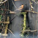 Pagode spreeuwen van 2025, Dieren en Toebehoren, Vogels | Overige Vogels, Meerdere dieren, Geringd
