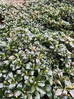 Pachysandra  3 tot 10m2, Tuin en Terras, Planten | Tuinplanten, Volledige schaduw, Vaste plant, Bodembedekkers, Ophalen of Verzenden