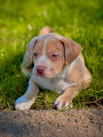 Bully XL Pups Direct Beschikbaar beschikbaar voor biedingen
