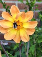 dahlia, Tuin en Terras, Bloembollen en Zaden, Ophalen of Verzenden, Voorjaar, Volle zon, Zaad