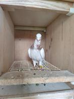Figurita`s, Dieren en Toebehoren, Vogels | Duiven, Mannelijk, Overige soorten