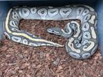 0.1 mojave hypo, Dieren en Toebehoren, Reptielen en Amfibieën, Slang, Tam, 3 tot 6 jaar