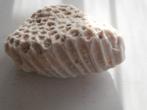 fossielen zeekoraal-(honinggraad) en ...., Ophalen of Verzenden, Fossiel