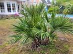 Chamaerops humilis,  europe dwerg palm, Zomer, Ophalen of Verzenden, Overige soorten, Volle zon