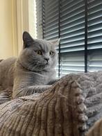 Zorro ervaren dekkater(Niet te koop)!(geen kittens te koop!!, Dieren en Toebehoren, Katten en Kittens | Dekkaters, 0 tot 2 jaar