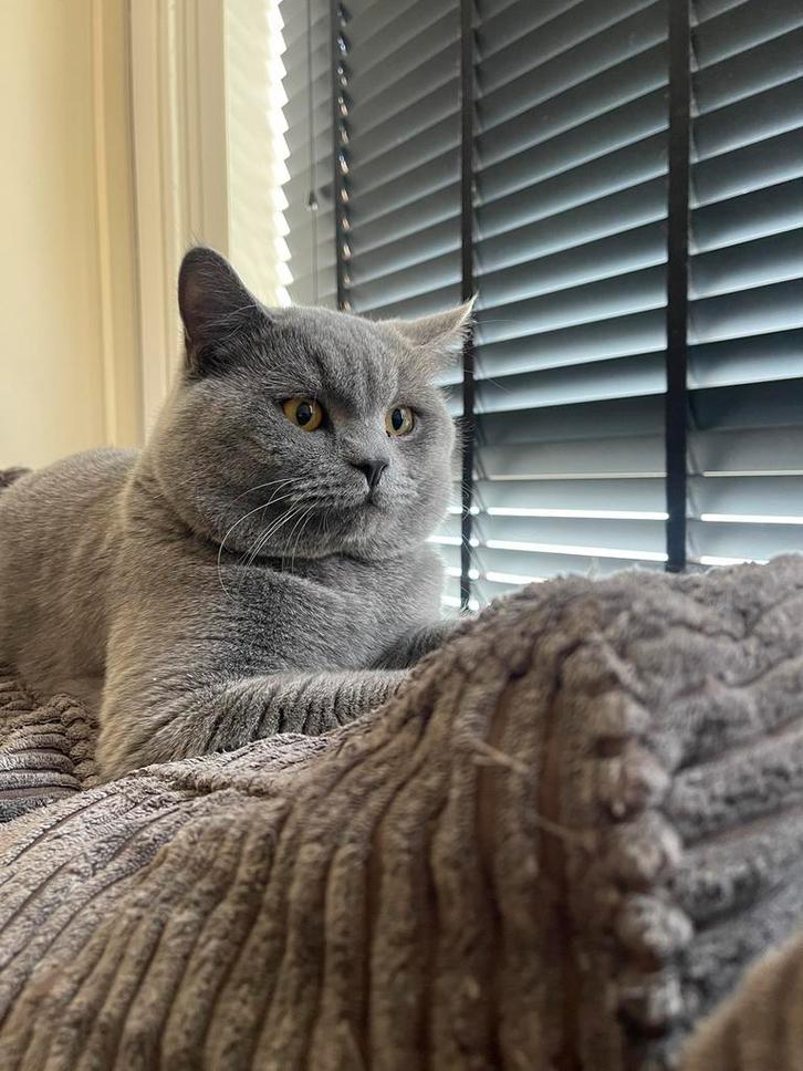 Zorro ervaren dekkater(Niet te koop)!(geen kittens te koop!!, Dieren en Toebehoren, Katten en Kittens | Dekkaters, 0 tot 2 jaar