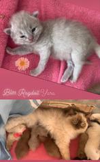 ✨Bliss Ragdoll ✨ kittens & Cherubims in bijzondere kleuren ️, Meerdere dieren, Met stamboom