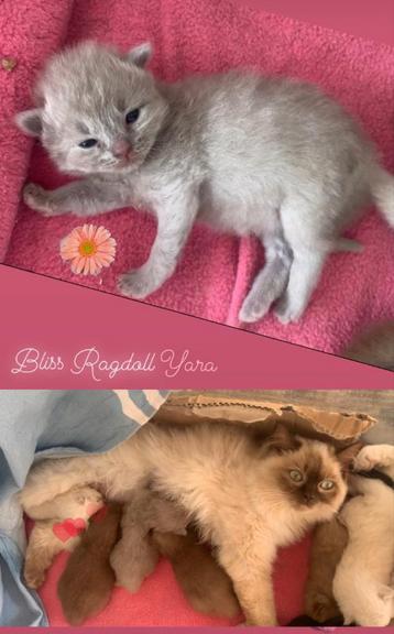 ✨Bliss Ragdoll ✨ kittens & Cherubims in bijzondere kleuren ️ beschikbaar voor biedingen